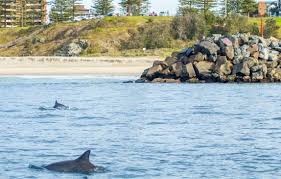 Dolphin Spotting River Cruise - We Wander