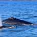 Dolphin & Whale Cruise - We Wander