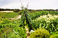 Estate To Plate - A Gourmet Indulgence - We Wander