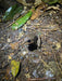 Evening Rainforest & Glow Worm Experience - We Wander