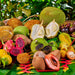 Exotic Fruit Tasting - We Wander