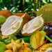 Exotic Fruit Tasting - We Wander