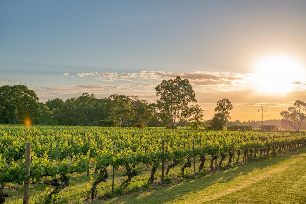 Explore, Wine & Dine In Mclaren Vale - We Wander