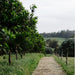 Forage On The Farm & Vino In The Vines - We Wander