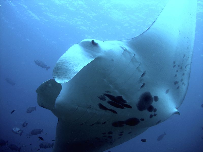 Full Day Outer Reef & Islands Snorkel Tour - We Wander