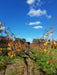 Full Day Wine & All About It Tour: Scones, Chocolate, Wineries, Lunch & More! - We Wander
