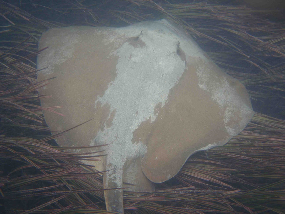 Glass Bottom Kayak Tour - Cullendulla Sanctuary - We Wander