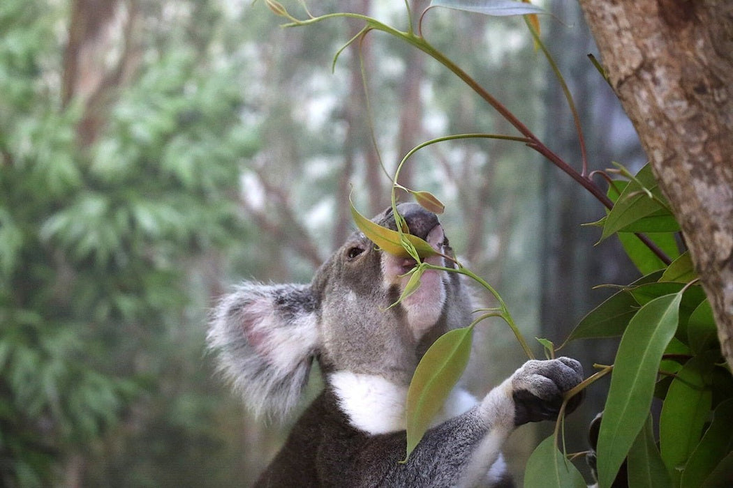 Gold Coast Eco Safari - We Wander