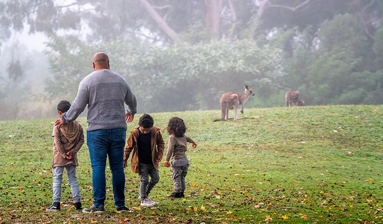 Gold Coast Eco Safari - Wild Animal Encounters And Electric Boat Cruise - We Wander