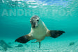 Great White Expedition - 3 Days & 4 Nights - We Wander