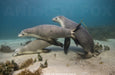 Great White Expedition - 3 Days & 4 Nights - We Wander