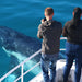 Half Day Whale Watching Encounter - We Wander