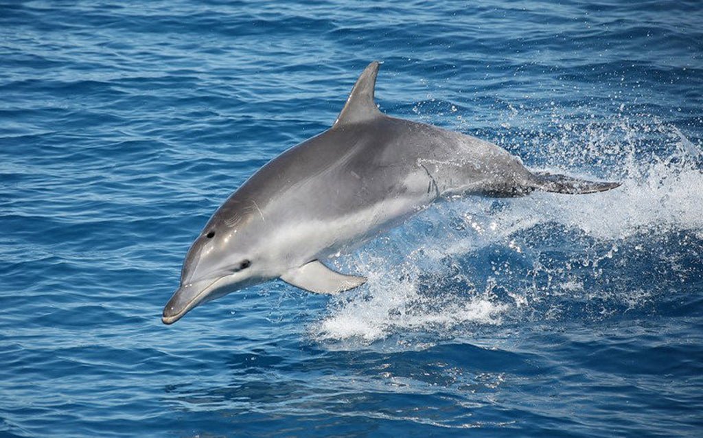 Half Day Whale Watching Encounter - We Wander