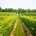 Half Day Winery Tour - Local Pickup From Mt Tamborine - We Wander