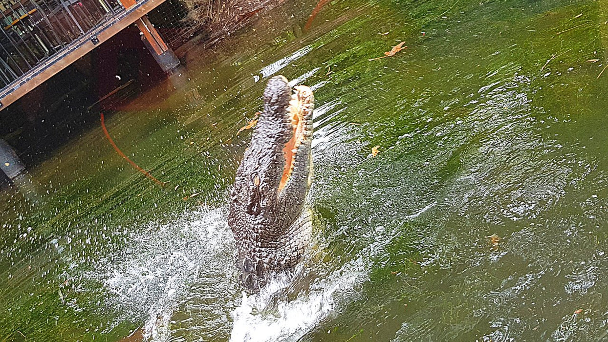 Hartley's Crocodile Adventures (Ex Cairns) - We Wander