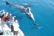 Hervey Bay Whale Search And Dolphin Watch - We Wander