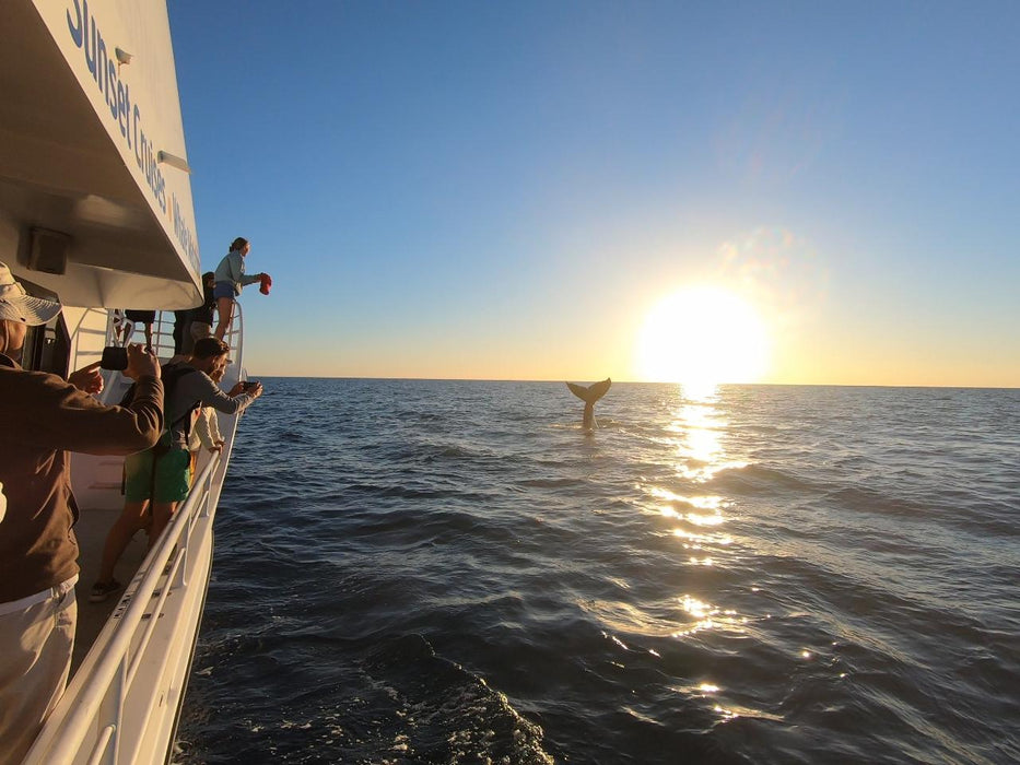 Hervey Bay Whale Search And Dolphin Watch - We Wander