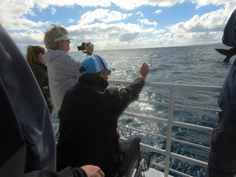 Hervey Bay Whale Search And Dolphin Watch - We Wander