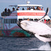 Hervey Bay Whale Watch - We Wander