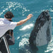 Hervey Bay Whale Watch - We Wander