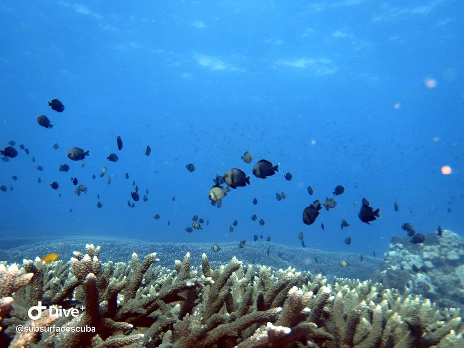 Introductory Dive Sunshine Coast Reefs - Double Dive - We Wander