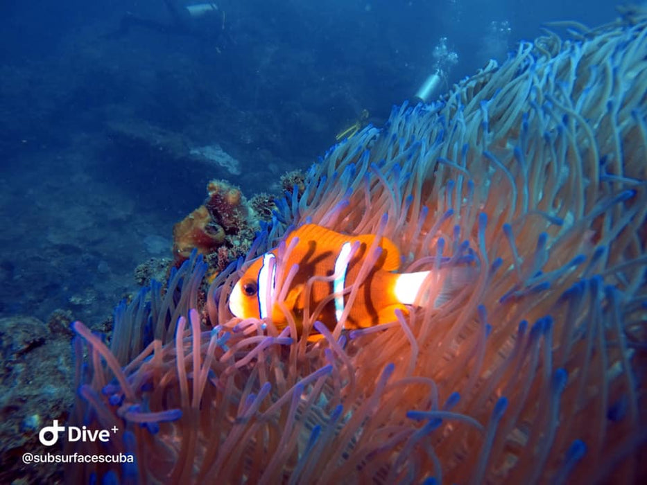 Introductory Dive Sunshine Coast Reefs - Double Dive - We Wander