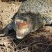 Johnstone River Croc & Wildlife Tour - We Wander