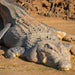 Johnstone River Croc & Wildlife Tour - We Wander