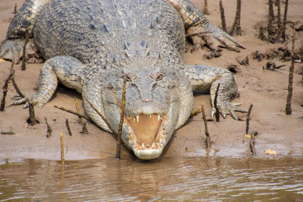 Johnstone River Croc & Wildlife Tour - We Wander