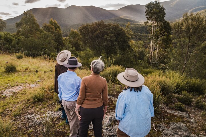 Kangaroos And Koala Experience Tour - Canberra - We Wander