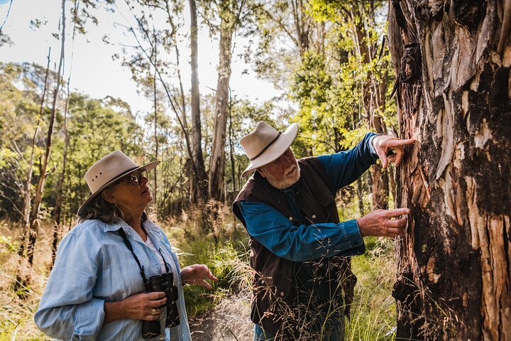 Kangaroos And Koala Experience Tour - Canberra - We Wander