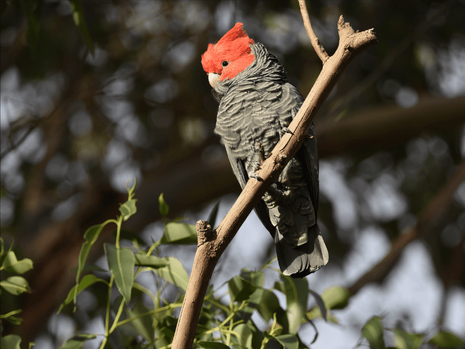 Kangaroos And Koala Experience Tour - Canberra - We Wander