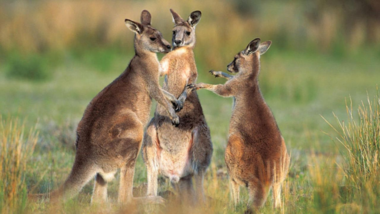 Kangaroos And Koala Experience Tour - Canberra - We Wander