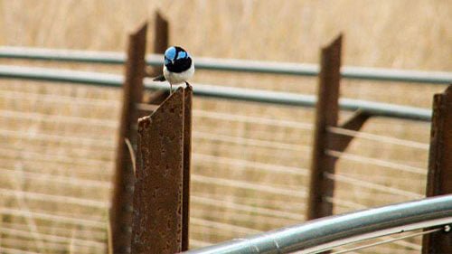 Kangaroos And Koala Experience Tour - Canberra - We Wander