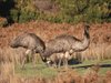 Kangaroos And Koala Experience Tour - Canberra - We Wander