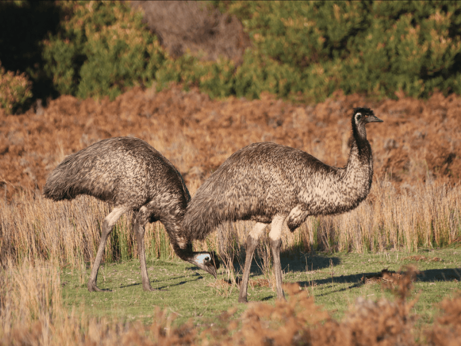 Kangaroos And Koala Experience Tour - Canberra - We Wander