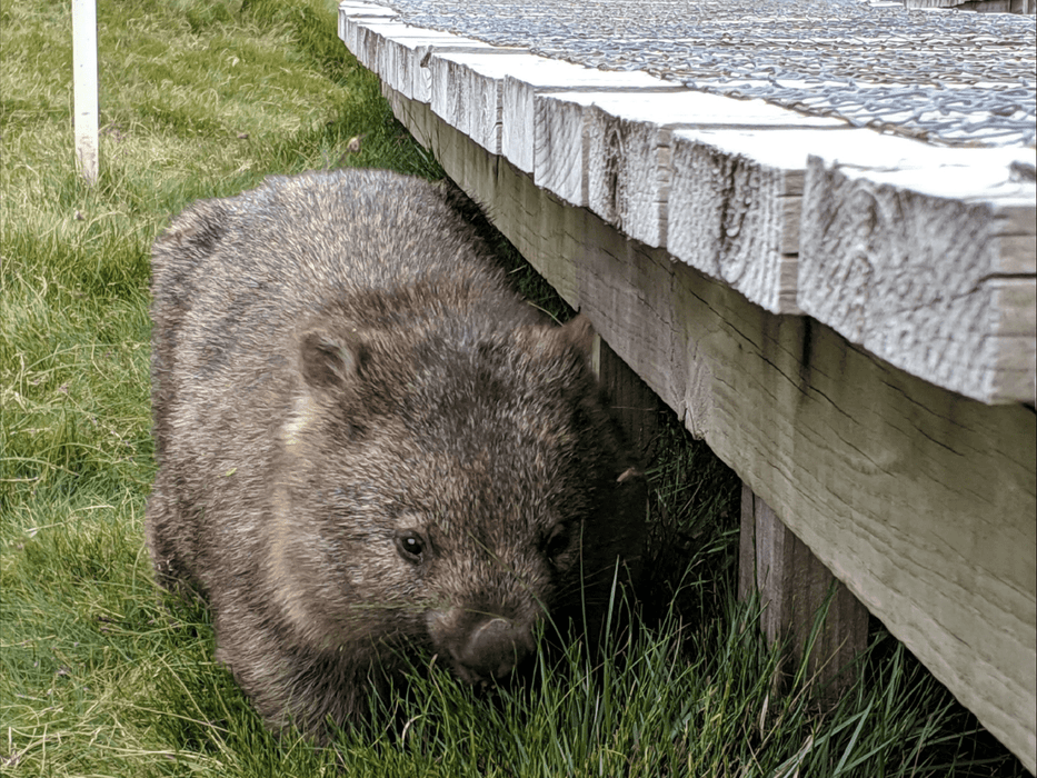 Kangaroos And Koala Experience Tour - Canberra - We Wander