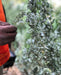 Karrgatup (Kings Park) Aboriginal Tour - We Wander