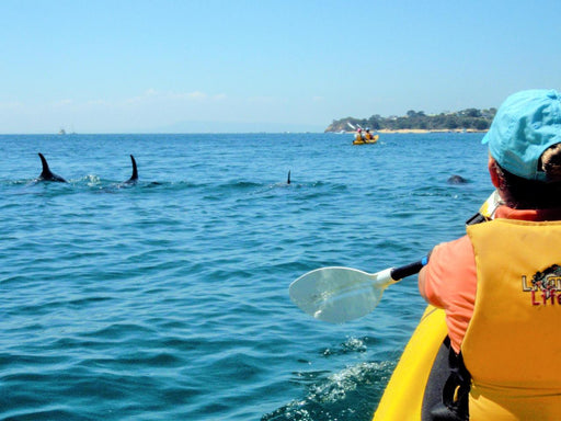 Kayak The Dolphin Sanctuary - We Wander