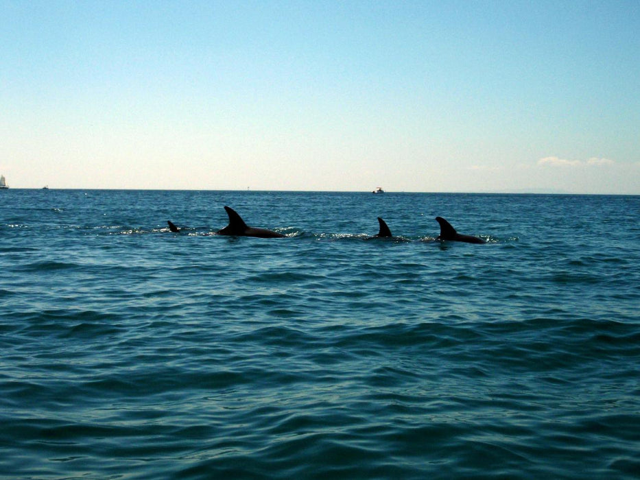 Kayak The Dolphin Sanctuary - We Wander