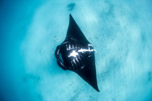 Manta Ray Tour - Half Day - We Wander