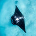 Manta Ray Tour - Half Day - We Wander