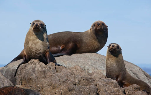 Montague Island Tour And Snorkel With The Seals - We Wander