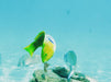 Morning Dolphin Kayaking & Snorkeling Tour - We Wander