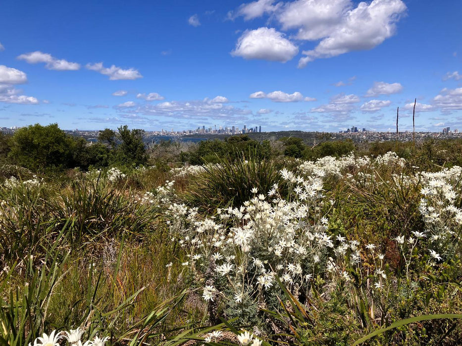 Nature, Culture And History Immersion In North Head Walk - We Wander