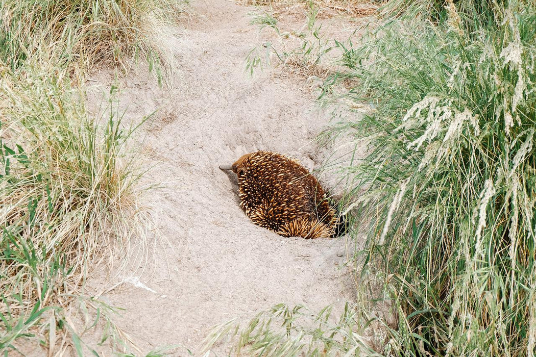 Phillip Island & Penguin Parade Day Tour - We Wander