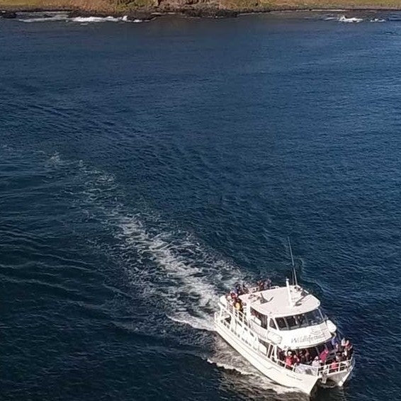 Phillip Island Seal Cruise - We Wander
