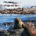 Phillip Island Seal Cruise - We Wander