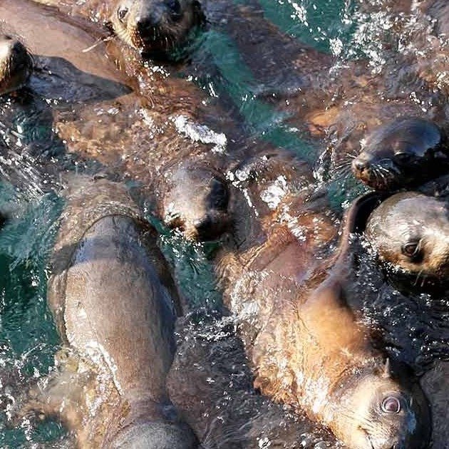 Phillip Island Seal Cruise - We Wander