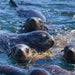 Phillip Island Seal Cruise - Family - We Wander